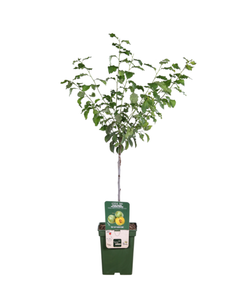 Pflaumenbaum