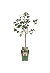 Kirschbaum Morellenfeuer