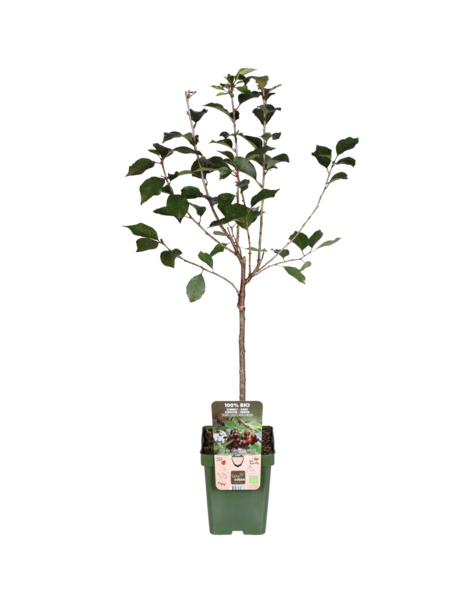 Kirschbaum