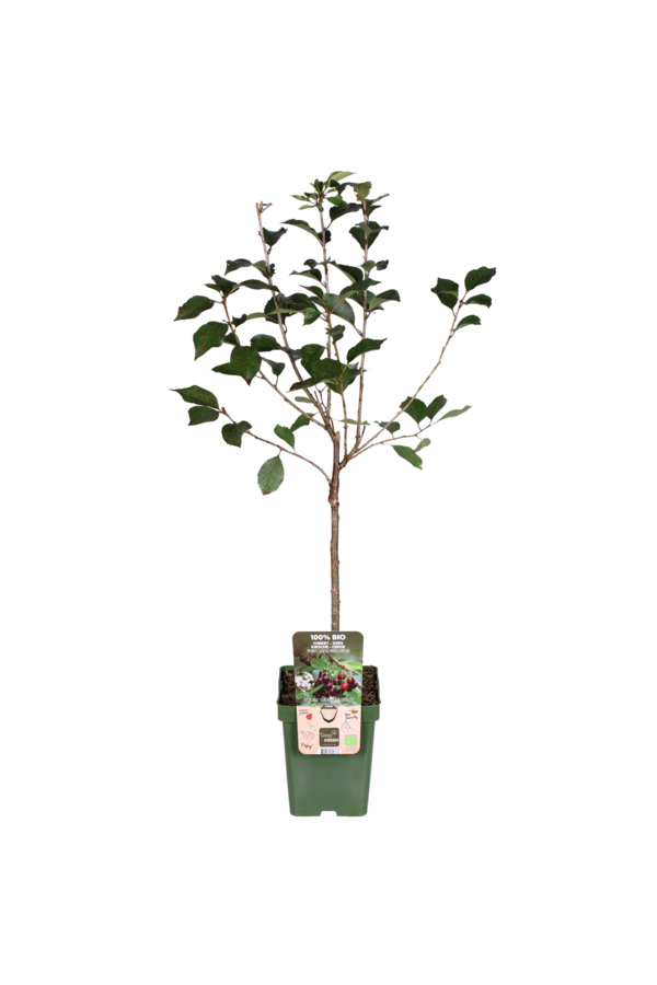 Kirschbaum Morellenfeuer