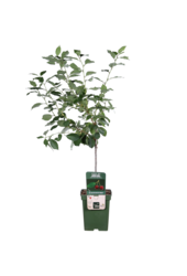 Kirschbaum Morellenfeuer