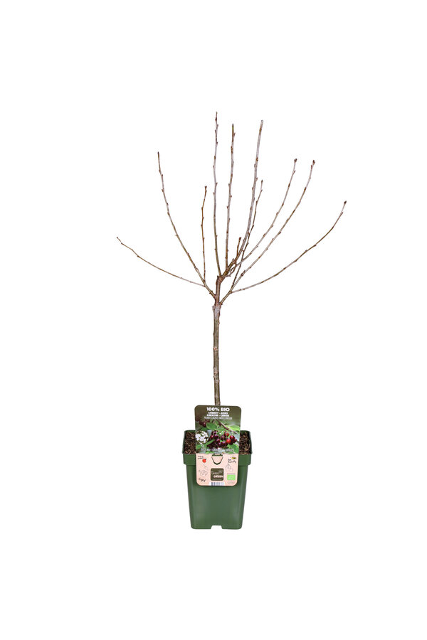 Kirschbaum Morellenfeuer