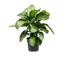Dieffenbachia