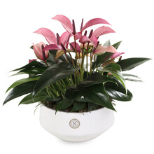 Anthurium