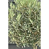 Olivenbaum dicker Baumstamm XL