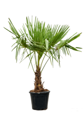 Trachycarpus Fächerpalme L