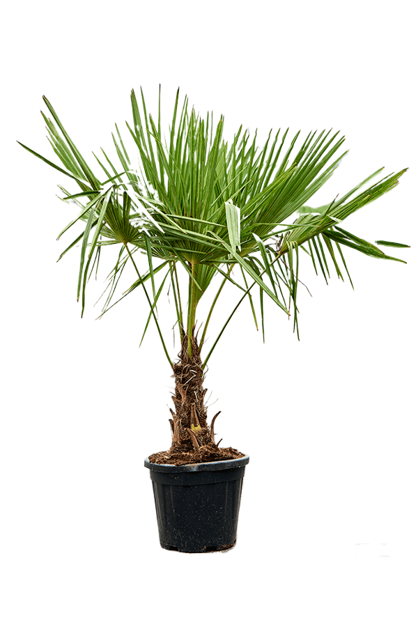 Trachycarpus Fächerpalme L