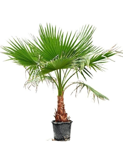 Washingtonia