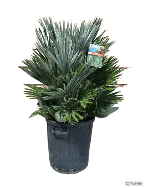 Chamaerops