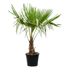 Trachycarpus