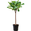 Ficus Lyrata am Stamm