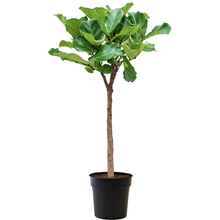 Ficus Lyrata