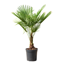 Trachycarpus