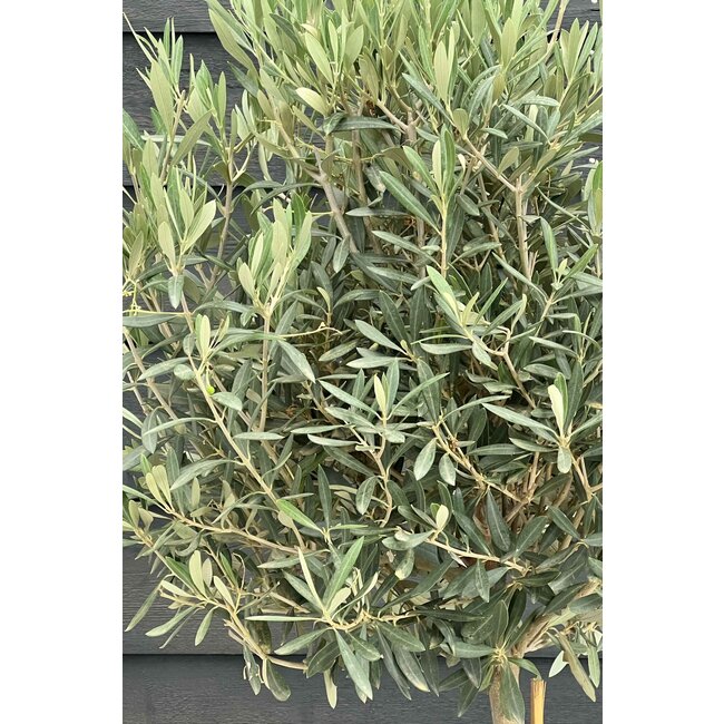 Olivenbaum Busch L