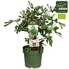 Ficus Carica Feigenbaum M