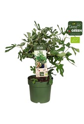 Ficus Carica Feigenbaum M