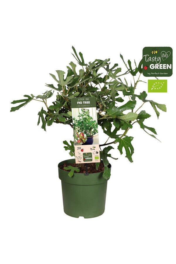 Ficus Carica Feigenbaum M