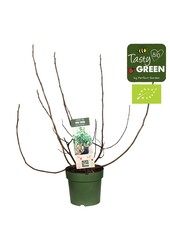 Ficus Carica Feigenbaum M