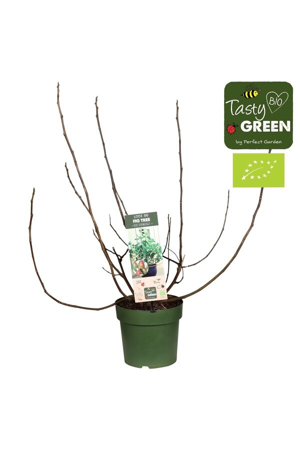 Ficus Carica Feigenbaum M