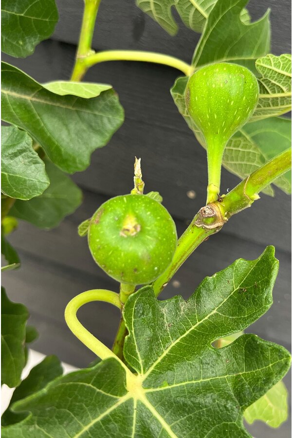 Ficus Carica Feigenbaum M