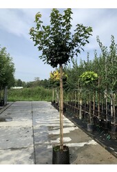 Ahornbaum Acer platanoides Globosum C12 6/8 180cm Stamm