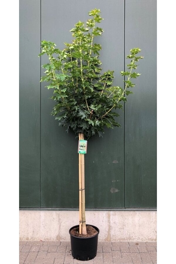 Ahornbaum Acer Globosum C12 120cm Stamm