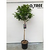 Biberbaum Magnolia Susan C10 80cm Stamm
