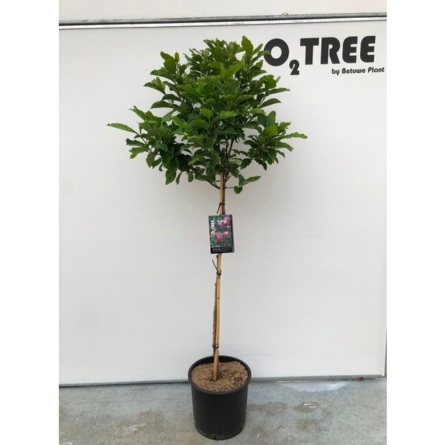 Biberbaum Magnolia Susan C10 80cm Stamm
