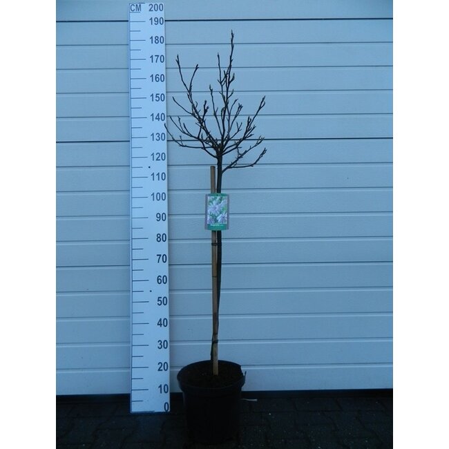 Biberbaum Magnolia stellata C10 80cm Stamm