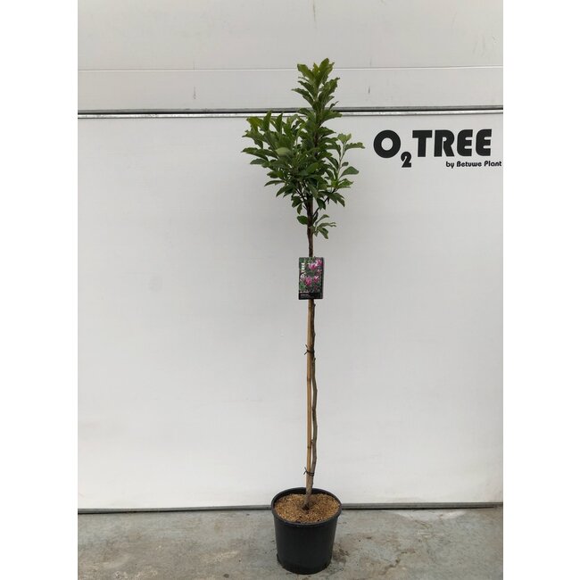 Biberbaum Magnolia Susan C15 120cm Stamm