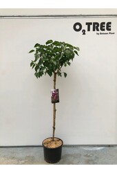 Flieder Syringa Charles Joly C10 90cm Stiel