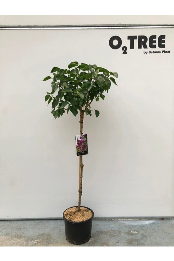 Flieder Syringa Charles Joly C10 90cm Stiel