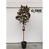 Biberbaum Magnolia grandiflora Litttle Gem C10 90cm Stamm