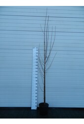 Portugiesischer Lorbeer Prunus Umineko C 15 HT 6/8