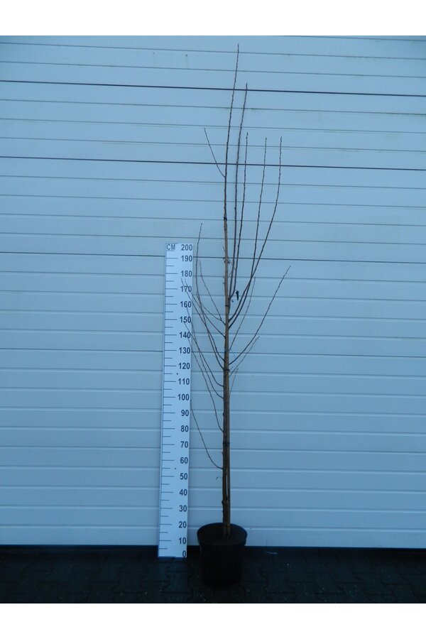 Portugiesischer Lorbeer Prunus Umineko C 15 HT 6/8