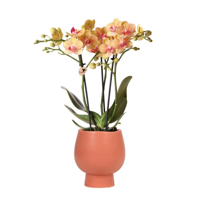 Orange Orchidee in Jamaika mit Scandic dekorativen Topf Terrakotta