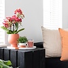 Orange Orchidee in Jamaika mit Scandic dekorativen Topf Terrakotta