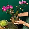 Lila Orchidee Morelia mit Groove dekorativen Topf Gold
