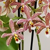 Orchidee Spinne in Scandic weiß