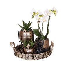 Kolibri Orchids Orchidee