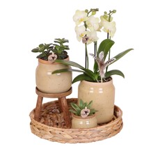 Kolibri Orchids Orchidee