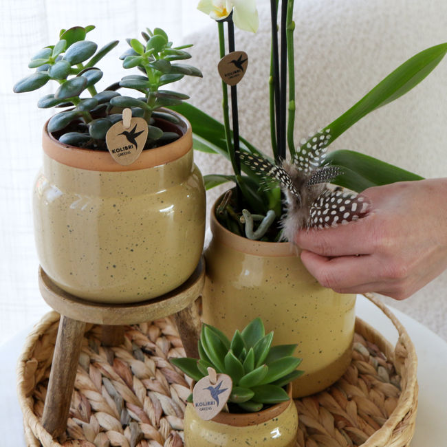 Pflanzenset in khakifarbenen dekorativen Vintage-Töpfen mit Tablett