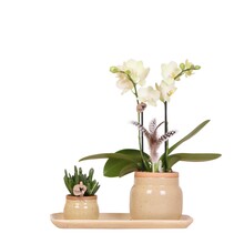 Kolibri Orchids Orchidee