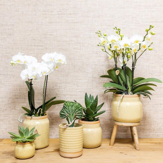 Pflanzenset in khakifarbenen Vintage-Dekotöpfen mit Bambustablett