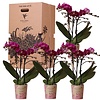 Überraschungsbox mit Orchideen in 1 Farbe