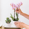 Überraschungsbox mit Orchideen in 1 Farbe