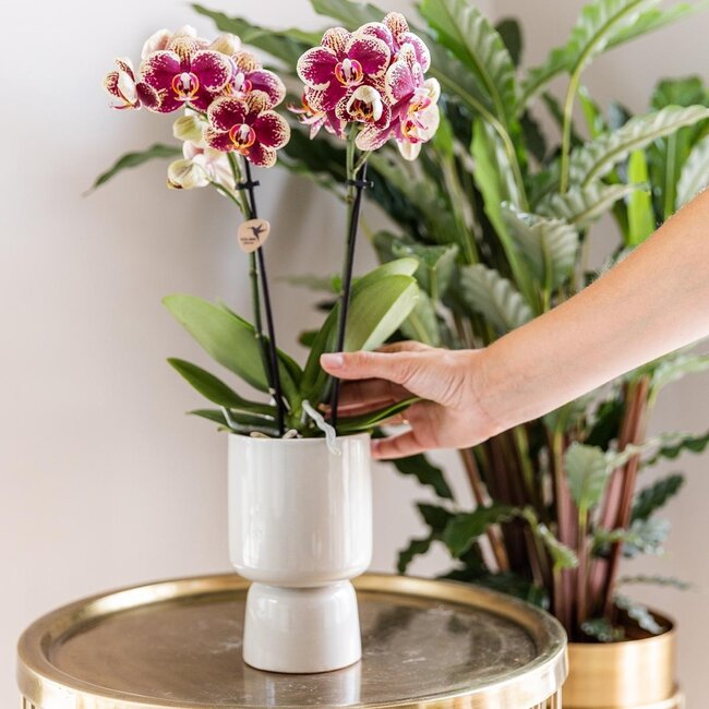 Überraschungsbox mit Orchideen in 1 Farbe