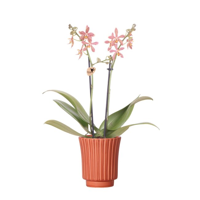 Orchidee Spinne in Retro Terrakotta