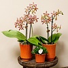 Orchidee Spinne in Retro Terrakotta