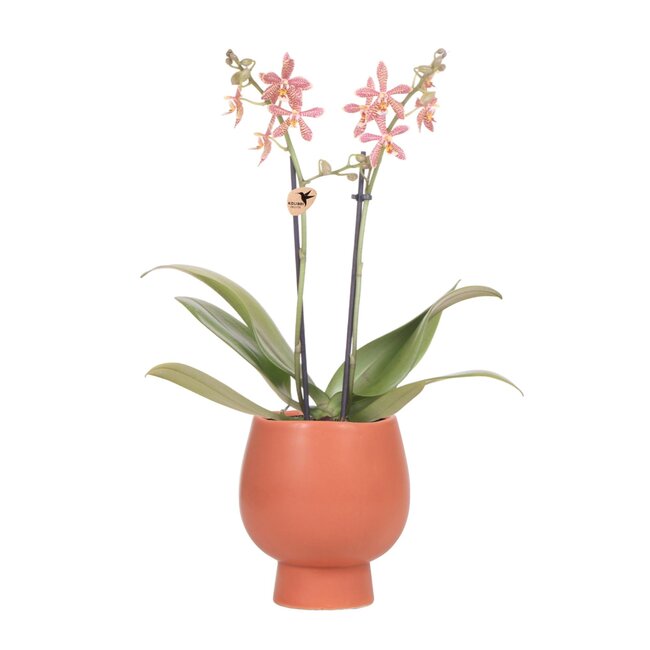Orchidee Spinne in Scandic Terrakotta